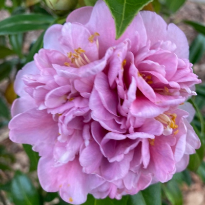 Rose Ann